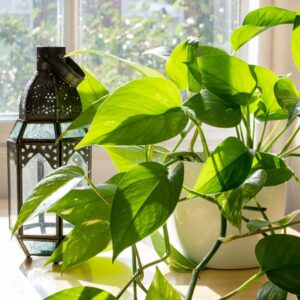 نبتة البوتس بأوراق خضراء لامعة موضوعة في أصيص أبيض بجانب نافذة مشمسة، مع فانوس ديكوري معدني في الخلفية.