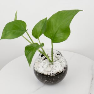 نبتة بوتس باصيص زجاج دائري