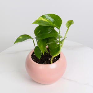 نبتة بوتس مع أصيص سيراميك وردي