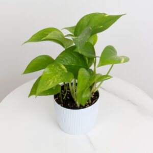 نبتة بوتس بأصيص بلاستيك أبيض مخطط