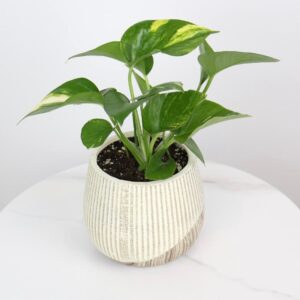 نبتة بوتس بحوض فايبر