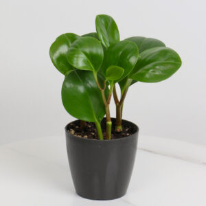 نبتة ببروميا بأصيص بلاستيكي