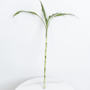 ساق البامبو بقنينة بلاستيكية