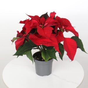 نبتة بنت القنصل