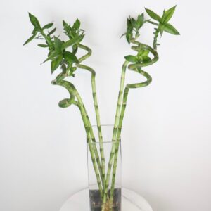 نبتة البامبو المجدول في فازة زجاجية