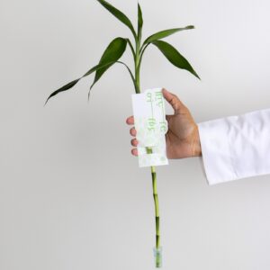 ساق البامبو ببطاقة تهنئة