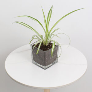 نبتة العنكبوت باصيص زجاجي مربع