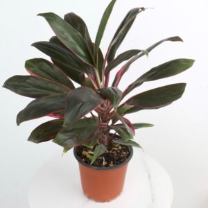 نبتة كورديلاين تانجو