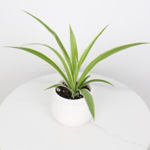 نبتة العنكبوت باصيص سيراميك ابيض