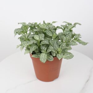 نبتة فيتونيا خضراء بعروق بيضاء