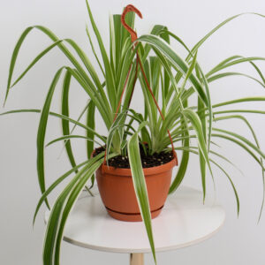 نبتة العنكبوت – علاقي