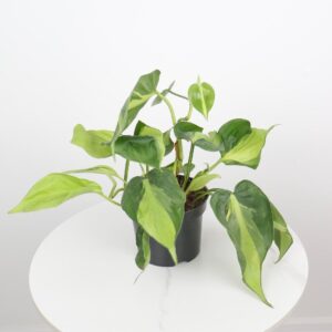 نبتة كرمة المحبوب برازيل