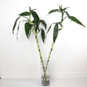 فازة بامبو باوراق كبيرة