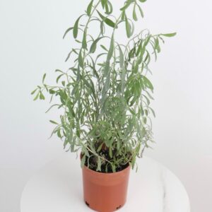 نبتة اللافندر العطرية