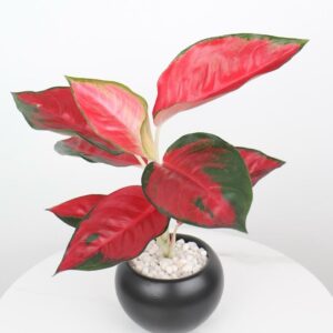 نبتة اجلونيما حمراء باصيص سيراميك اسود