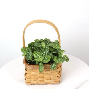 سلة فيتونيا خضراء