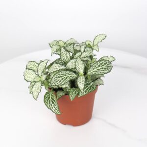 نبتة ميني فيتونيا خضراء بعروق بيضاء