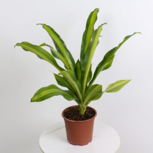 نبتة دراسينا ماسنجانا صغيرة