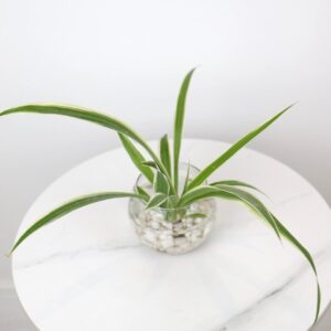 نبتة العنكبوت المائية