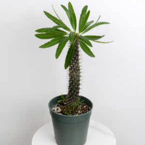 نبات نخيل مدغشقر