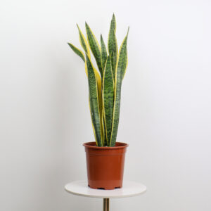 سانسيفيريا جلد النمر