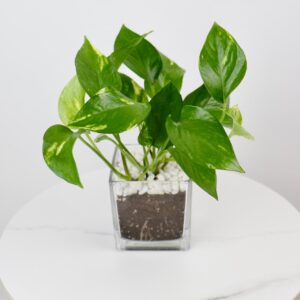 نبتة بوتس بأصيص زجاجي مربع