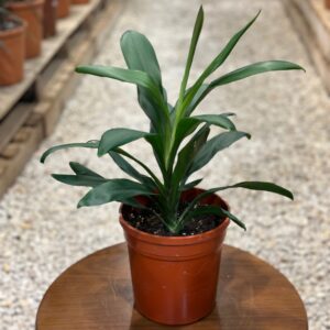 نبتة كورديلاين جلوكا – حجم صغير