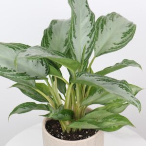 نبتة اجلونيما سلفر باي بحوض فايبر