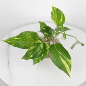 نبتة بوتس مائية