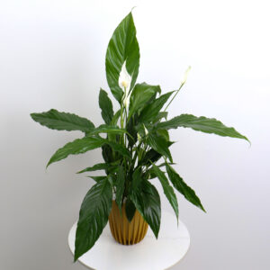 نبتة الاشرعة البيضاء باصيص بلاستيك ذهبي