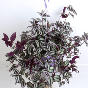 نبتة ترادسكانتيا زيبرينا – كبير