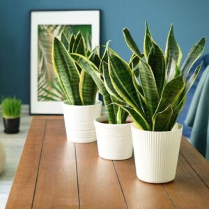 ثلاث نباتات جلد النمر (دراسينا تريفاسياتا) مزروعة في أصص بيضاء أنيقة موضوعة على طاولة خشبية، مع خلفية زرقاء وإطار يحتوي على صورة ورقة.