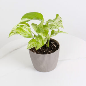 نبتة بوتس ماربل كوين بأصيص بلاستيك رمادي