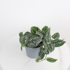 نبتة سكندابسوس بيكتوس ارجي