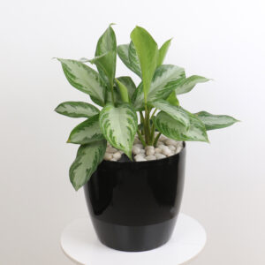 نبتة اجلونيما سلفر باي بحوض ذاتي الري