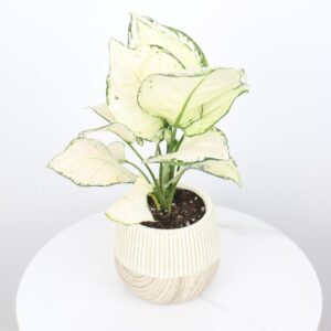 نبتة اجلونيما بيضاء بحوض فايبر