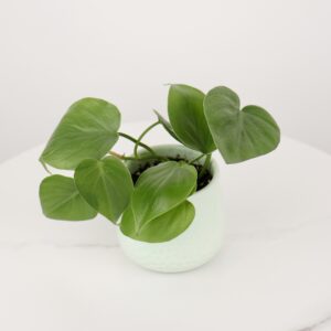 نبتة كرمة المحبوب باصيص سيراميك اخضر