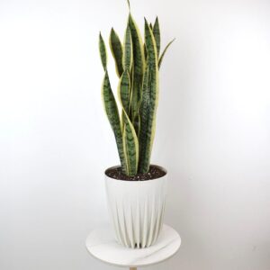 نبتة جلد النمر في حوض بلاستيك أبيض