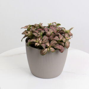 نبتة فيتونيا خضراء بعروق زهرية باصيص بلاستيك رمادي