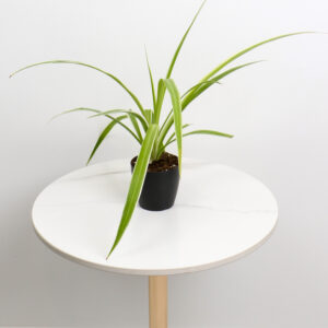 نبتة العنكبوت باصيص بلاستيك اسود