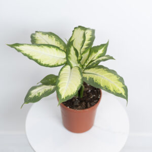 نبتة ديفنباخيا كاميلا