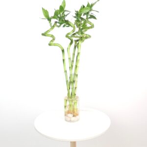 فازة بامبو مجدول بزينة حجرية