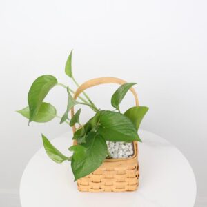 سلة بوتس مزينة بحجر