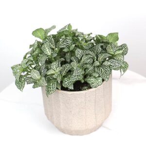 نبتة فيتونيا خضراء بحوض فايبر