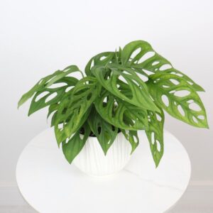نبتة مونستيرا مونكي بحوض فايبر