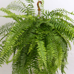 نبتة سرخس ( الخنشارة)