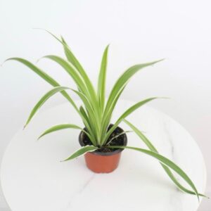 نبتة العنكبوت