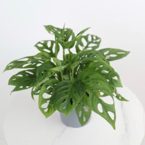 نبتة مونستيرا مونكي