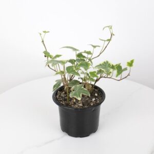 نبتة هيدرا مبرقشة