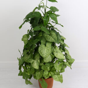 نبتة سنجونيوم متسلق